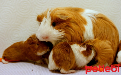 Ginepigler Kaç Yıl Yaşar?