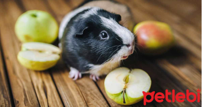 Ginepigler Ne Yer? Verilebilecek Taze Gıdalar