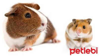 Guinea Pig ve Hamster Arasındaki Farklar Nelerdir?
