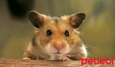 Hamster Sahiplenenler Ne Almalı?