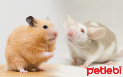 Hamster Fare mi? Hamster ve Fare Arasındaki Farklar Nelerdir?