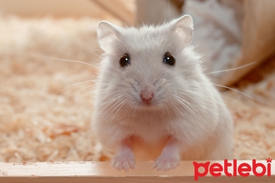 Hamsterlarda Wet Tail (Islak Kuyruk) Hastalığı Belirtileri ve Tedavisi