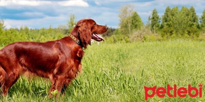 Hassas Ciltli Köpekler İçin Özel Beslenme