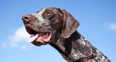 İngiliz Pointer Köpeği Özellikleri, Bakımı ve Beslenmesi