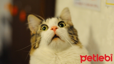 Kedi Korkusu Nasıl Yenilir? Adım Adım Başarıya Ulaşın