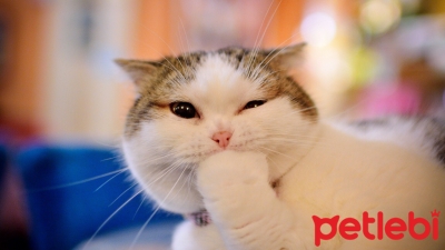 Kedi Sahiplenenler İçin Gerekli Malzemeler