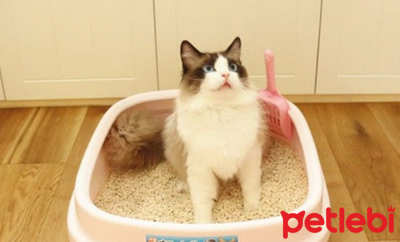 Kedi Tuvaleti Nasıl Temizlenir?