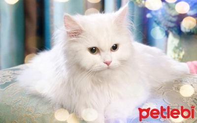 Kedi Tüyü Nasıl Güzelleştirilebilir?