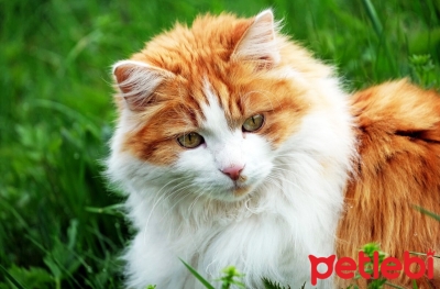 Kediler için Biyotin Neden Önemlidir?