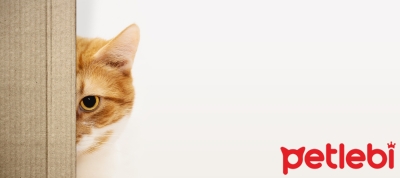 Kediler Konuşulanları Anlar mı?