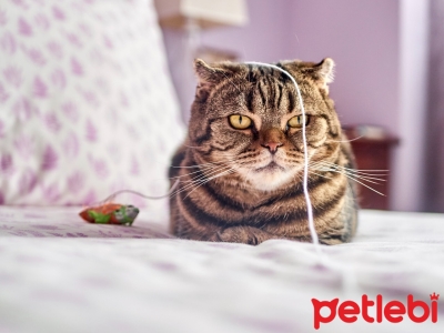 Kediler Neden İpliklerle Oynamamalıdır?