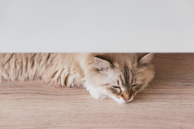 Kediler Neden Kusar? Kedi Kusması Belirtileri ve Tedavisi, Kedi Kusmasına Ne İyi Gelir?