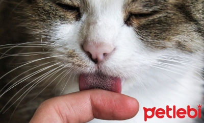 Kediler Neden Sahiplerini Yalar?