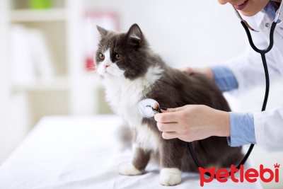 Kedilerde Hızlı Nefes Alıp Verme Nedenleri Nelerdir?