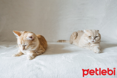 Kedilerde Kalp Hastalıkları ve Tedavi Yöntemleri