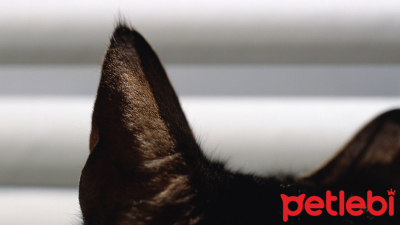 Kedilerde Kulak Hareketleri ve Anlamları