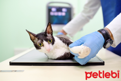 Kedilerde Parazit (İç ve Dış) Nedir ve Neden Olur?