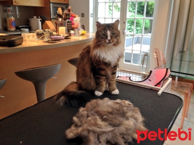 Kedilerde Tüy Yumaklarına Dikkat!