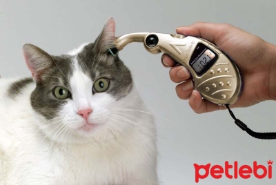 Kedilerin Ateşi Nasıl Ölçülür?