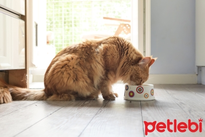 Kedilerin Beslenmesinde Prebiyotikler ve Probiyotikler