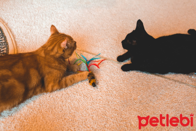 Kedilerin Sevdiği Garip Oyuncaklar