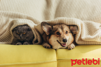 Kedilerin ve Köpeklerin Yaşları Nasıl Hesaplanıyor? Yaş Hesap Tablosu