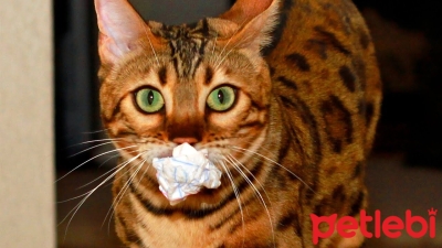 Kedilerle İnteraktif Oyun Oynamanın Faydaları