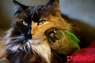 Kedilerle Kuşlar Birlikte Yaşayabilir mi?