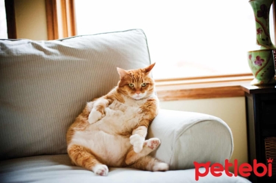 Kilo Kontrolü, Sağlıklarının Temel Şartlarından