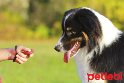 Köpek Eğitiminde Clicker'ın Önemi Nedir?