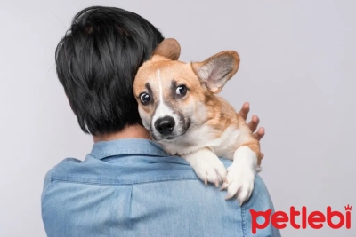 Köpekler Neden Titrer?