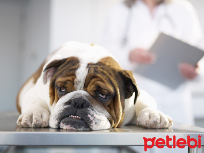 Köpeklerde Addison Hastalığı