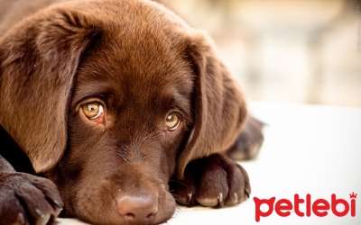 Köpeklerde Ataksi Hastalığı Nedenleri, Belirtileri ve Tedavisi