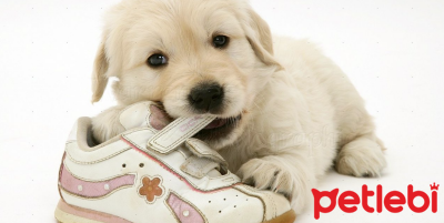 Köpeklerde Ayakkabı Takıntısının Nedenleri Nelerdir?