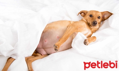 Köpeklerde Doğum Kaç Saat Sürer?
