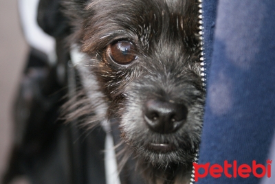 Köpeklerde Kuduz Hakkında Bilinmesi Gerekenler