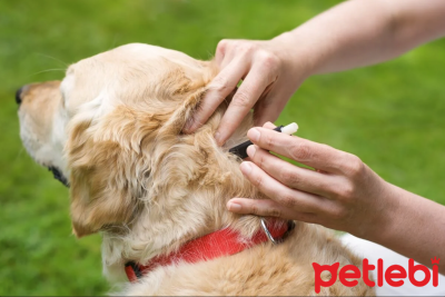 Köpeklerde Lyme Hastalığı: Belirtiler ve Korunma Stratejileri