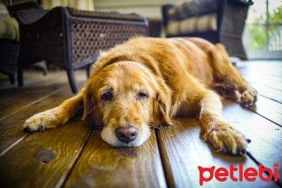 Köpeklerde Osteoartrit Belirtileri, Teşhisi ve Tedavisi