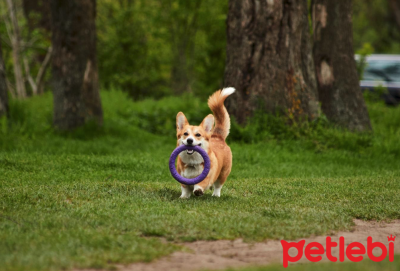 Köpeklerin Kasları Nasıl Geliştirilir?