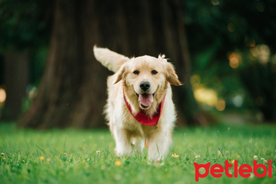 Köpeklerin Tüylerini Sağlıklı ve Parlak Tutmanın Yolları