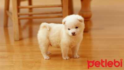 Küçük Irk Yavru Köpekler için Sağlıklı Deri ve Tüy: Somonun Gücü