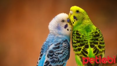 Kuşlar Hislerini Nasıl Belli Eder?