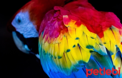 Kuşlar Renkleri Nasıl Görür? Kuşlar Nasıl Görür?