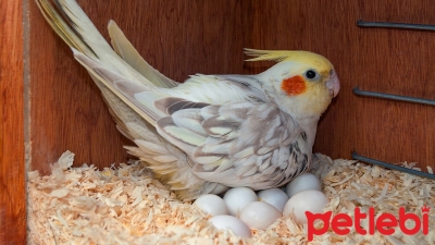 Kuşlarda Yumurta Sıkışması (Tıkanması)