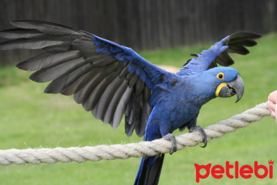 Kuşunuzu Dans Etmesi İçin Nasıl Eğitirsiniz?