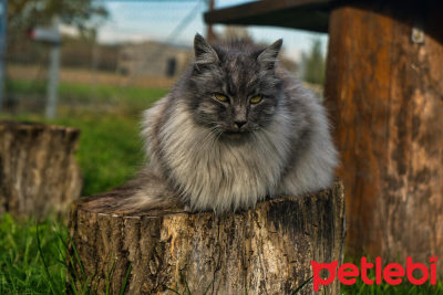 Maine Coon Kedisi Özellikleri ve Bakımı