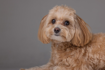 Maltipoo Köpeği Özellikleri, Bakımı ve Beslenmesi