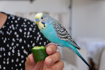 Muhabbet Kuşu Salatalık Yer mi?