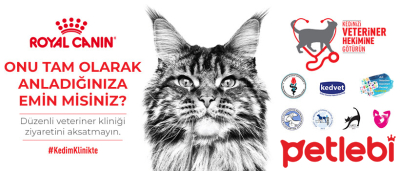 Onu Yeterince Anlıyor Musunuz? Erken Teşhis, Kedilerin de Hayatını Kurtarıyor!
