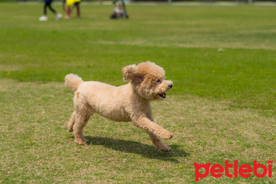 Poodle (Kaniş) Köpeği Özellikleri, Bakımı ve Beslenmesi